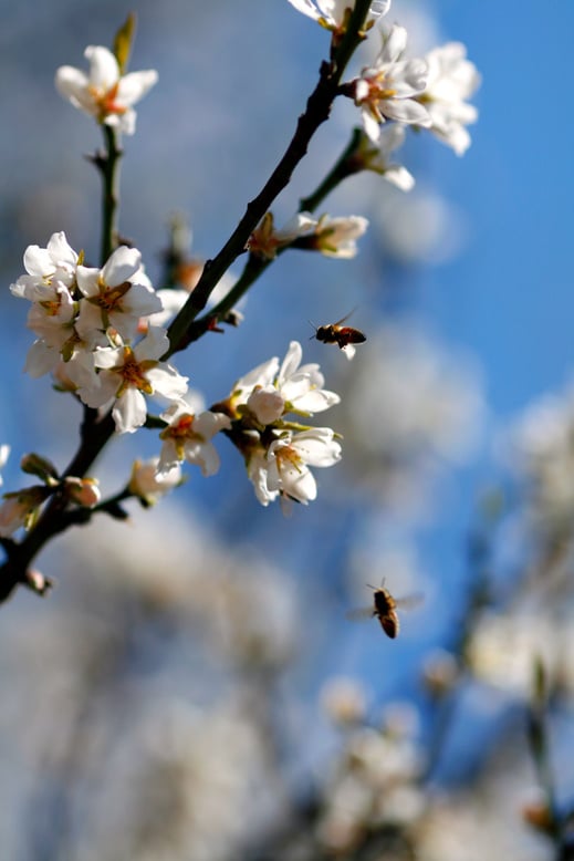 almond tree