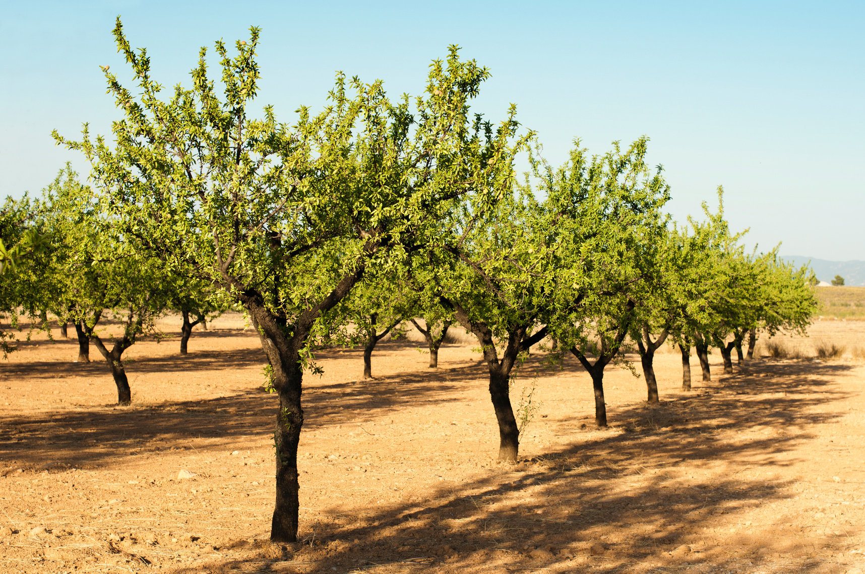 Almond Plantation Trees