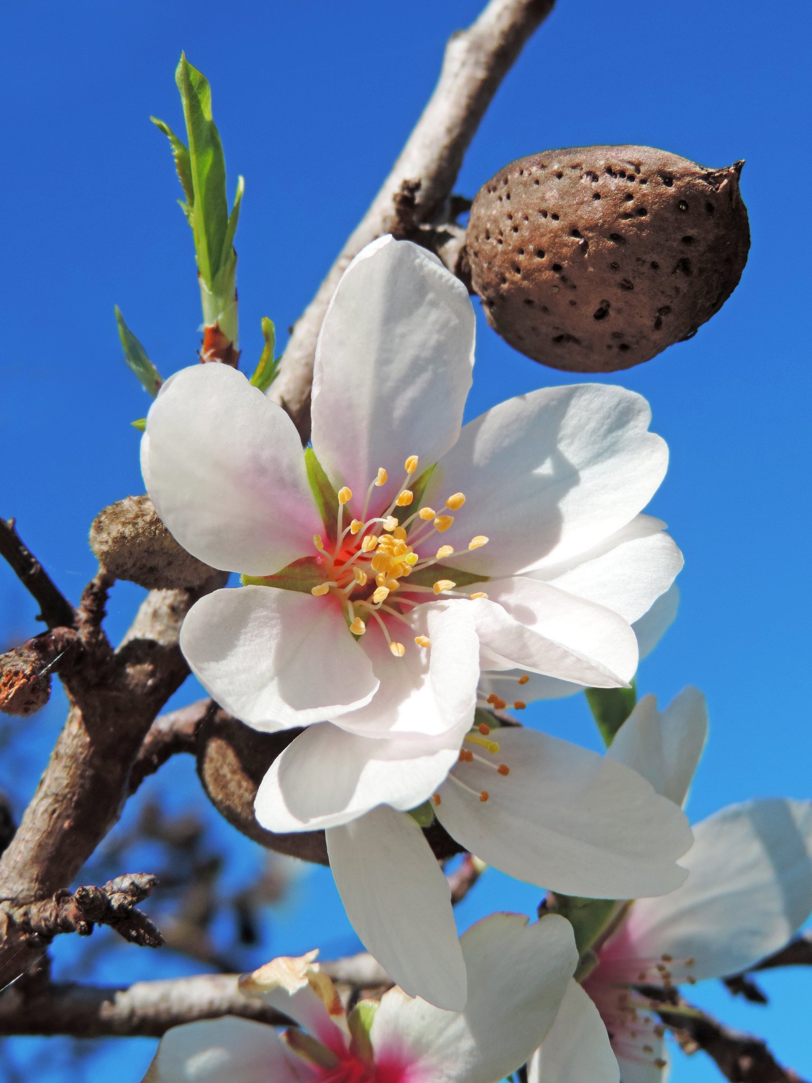 almond tree