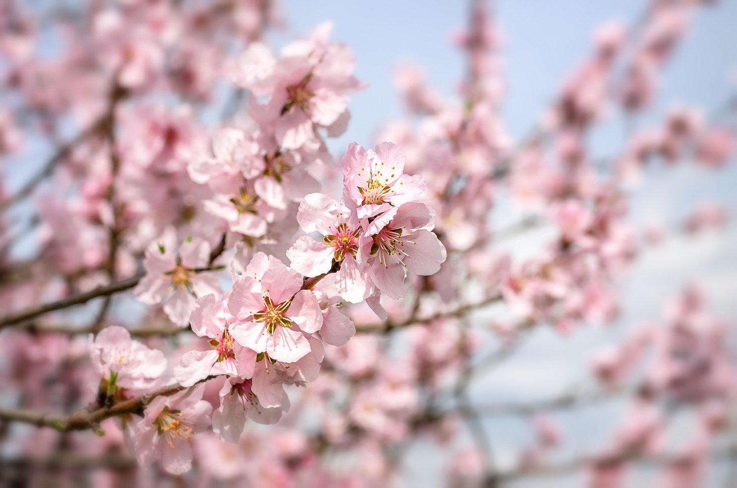 Almond Blossom