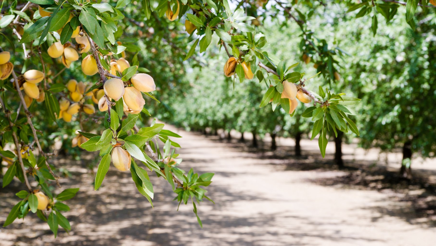 Almond Nuts Tree Farm Agriculture Food Production Orchard 